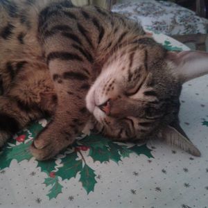 Meet your Posher, Janet